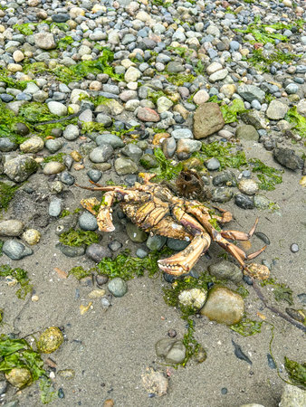 Decomposed Dungeness Crab (Cancer magister) on a beach near Bellingham, Washington. The crab is...