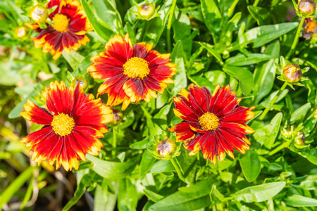 A vibrant cluster of Blanket Flowers (Gaillardia) blossoms. Their fiery red petals, tipped with...