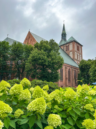 A view of the KoÅobrzeg Cathedral, or Basilica of the Assumption, framed by blooming hydrangea flowers. A perfect blend of history and nature!の写真素材
