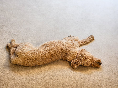 A labradoodle (Canis lupus familiaris) lies sprawled out on a beige carpet, utterly relaxed.  Home sweet home!の写真素材