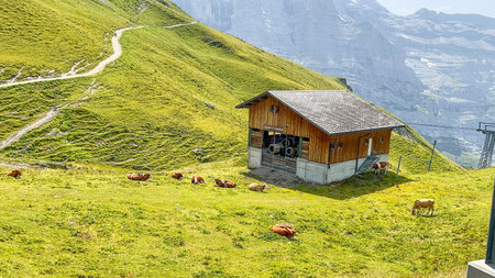 Cows graze in a pasture near a wooden building with mountains in the background in Grindelwald, Switzerland. The location is near Fallboden.の写真素材