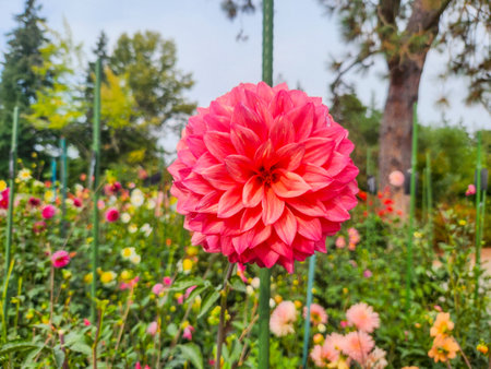 A vibrant pink dahlia (Dahlia variabilis) in full bloom, surrounded by other colorful flowers in a lush garden setting.の写真素材