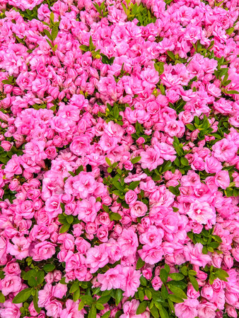 A dense display of pink azalea flowers creates a vibrant and colorful floral carpet.