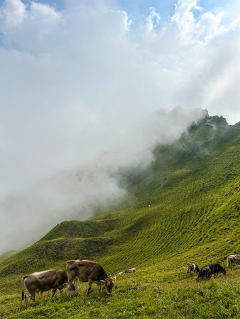 Cows graze on a lush green alpine pasture under a cloudy sky near Stoos, Switzerland. Alpine views and livestock farming define the landscape.の写真素材