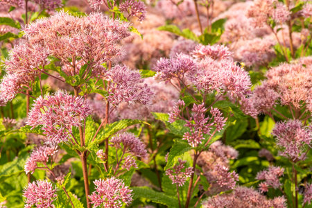 A vibrant collection of Joe-Pye weed (Eutrochium purpureum) blossoms, showcasing their delicate pink...