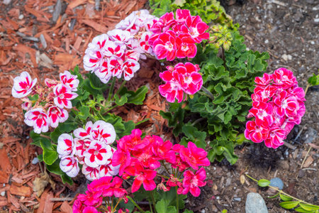 A vibrant display of geraniums (Pelargonium) in full bloom, their red and white petals adding a...