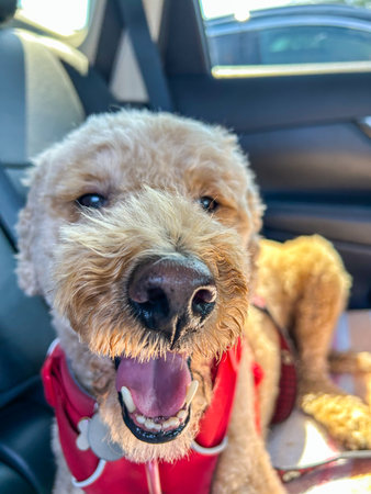 A cheerful labradoodle riding in a car, wearing a red harness. Open mouth showing teeth and tongue.