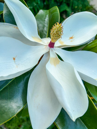 Detailed view of a white Magnolia grandiflora, highlighting its pristine petals and textured center.の写真素材