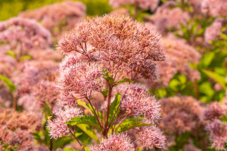 Close-up of Spotted Joe-Pye Weed (Eutrochium maculatum) flowers, showcasing their clustered blooms...