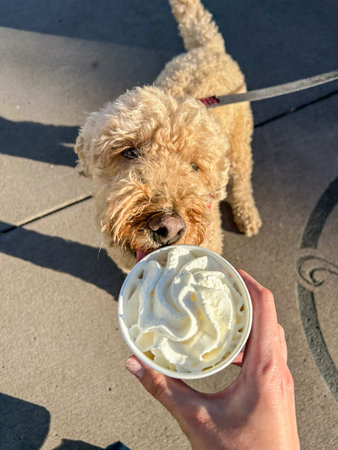 A labradoodle looks at whipped cream held by a human hand. The dog is on a leash and standing on a...