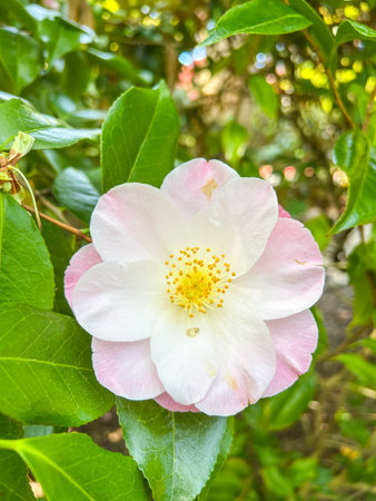 A close-up of a blooming Sasanqua camellia (Camellia sasanqua) showcasing white and pink petals with a vibrant yellow center, surrounded by lush green leaves.