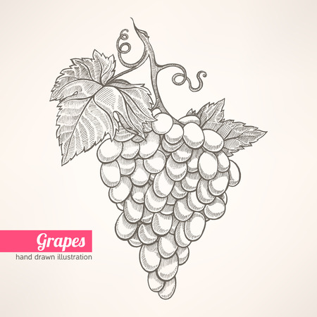 beautiful hand-drawn bunch of ripe grapeのイラスト素材