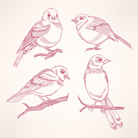 Set of four hand-drawn cute little birdsのイラスト素材