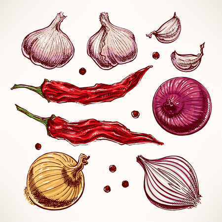 set with vegetables and spices. hand-drawn illustrationのイラスト素材