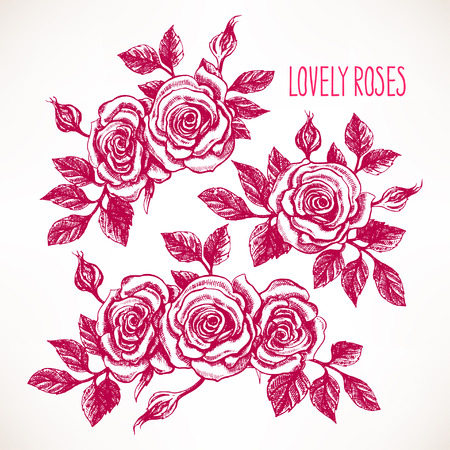 Set with beautiful roses. hand-drawn illustrationのイラスト素材