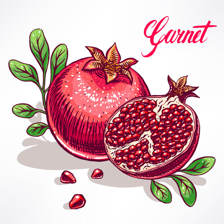 delicious ripe pomegranate with green leaves. hand-drawn illustrationのイラスト素材