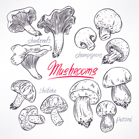 set with a variety of mushrooms. hand-drawn illustrationのイラスト素材