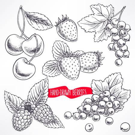 set with different ripe berries and leaves. hand-drawn illustrationのイラスト素材