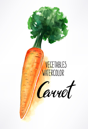 delicious ripe watercolor carrots. hand-drawn illustrationのイラスト素材
