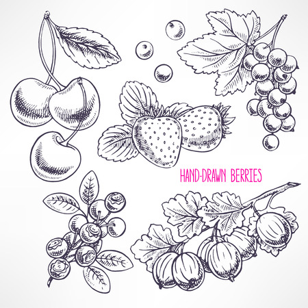 set with different ripe berries and leaves. hand-drawn illustrationのイラスト素材