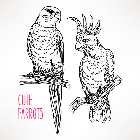 Two beautiful exotic sketch parrot. hand-drawn illustrationのイラスト素材