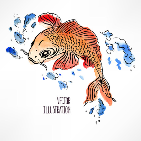 beautiful orange and red carp isolated on white background. hand-drawn illustrationのイラスト素材