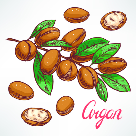 Argan tree branch with fruits. hand-drawn illustrationのイラスト素材