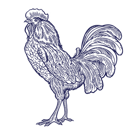 beautiful hand-drawn rooster. a symbol of 2017のイラスト素材
