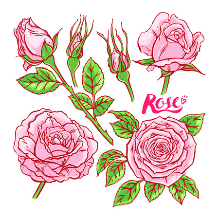 beautiful set of pink roses. hand-drawn illustrationのイラスト素材