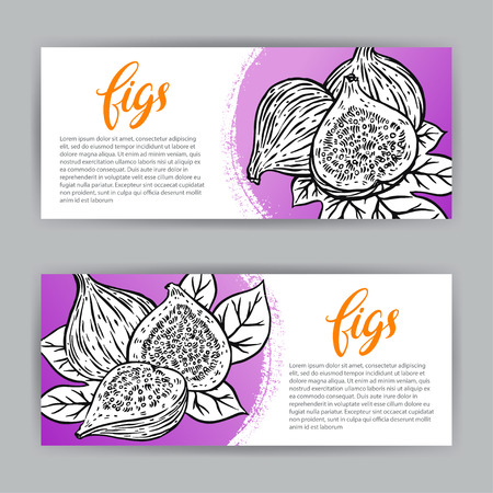 two beautiful banners of sketch ripe delicious figs. hand-drawn illustrationのイラスト素材