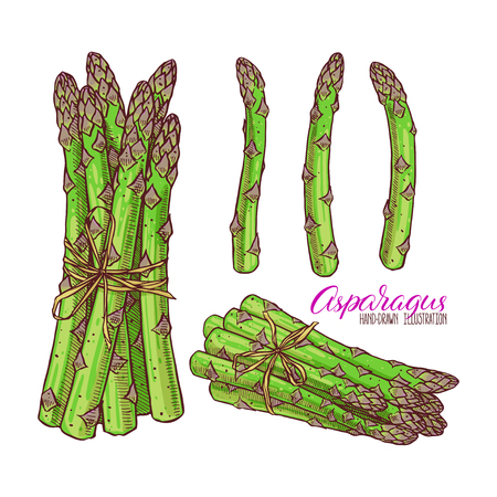 Set of ripe asparagus. hand-drawn illustrationのイラスト素材