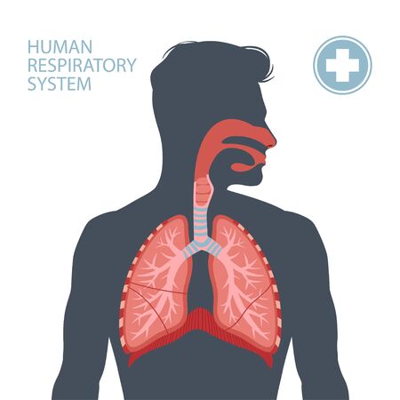 Human respiratory system. Vector illustrationのイラスト素材
