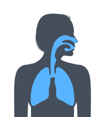 Human respiratory system. Vector illustrationのイラスト素材