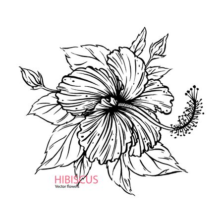 Hand drawn Hibiscus flower realistic. vector llustrationのイラスト素材