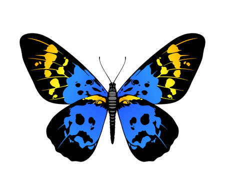 Butterfly illustrationのイラスト素材