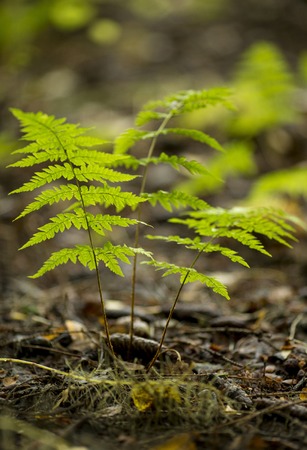 Forest moss texture top view of an overall planの写真素材