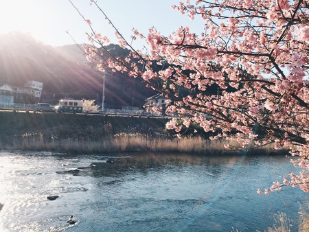 Beautiful sakura's in Japanの素材