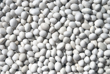 Background haricot beans for textureの写真素材