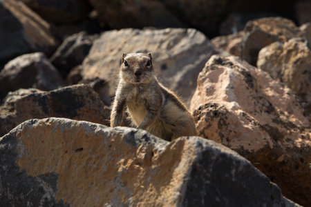 Atlantic Ocean on Fuerteventura, Canary Islandの写真素材