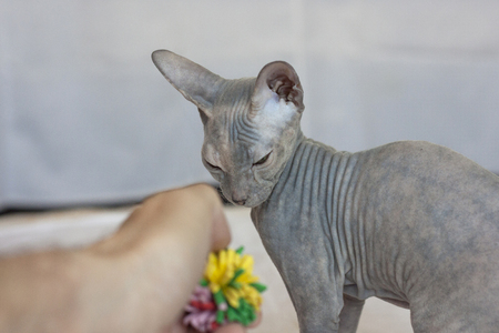 Bald sphinx kitten with wrinkles and folds looks at the toyの写真素材