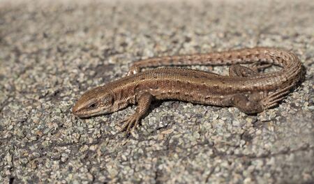 A beautiful brown lizard basks in the sun. Lies on a gray stone