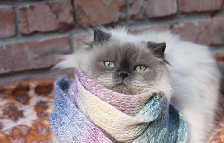 A beautiful fluffy gray cat with blue eyes froze and wrapped himself in a warm scarf. Autumn, cooling, no heatingの写真素材