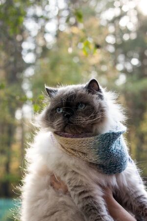 A beautiful fluffy cat with blue eyes wrapped himself in a scarf. Shot in backlightの写真素材