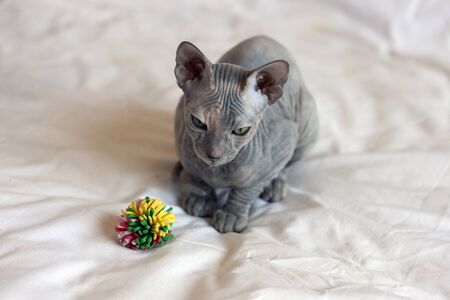 Portrait of a gray sphynx cat, bald with wrinkles on a light background with a bright toyの写真素材