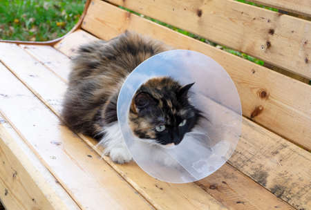 A tricolor sick cat in a protective veterinary plastic collar sits on a bench. Collar against animal lickingの写真素材