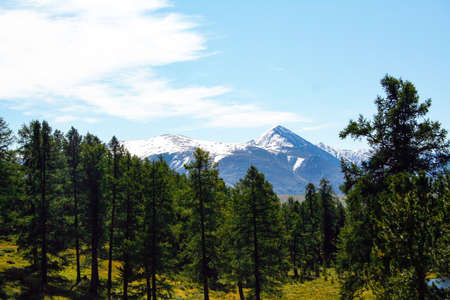 Beautiful mountain landscape. Snow-capped mountain peaks, blue sky, coniferous forest. Russia, Altai...