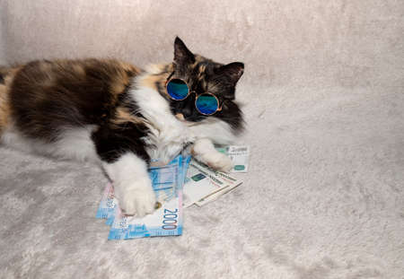 A beautiful tricolor cat with glasses lies on the money of Russian rubles. Place for textの写真素材
