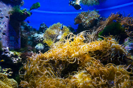 Colorful underwater world with plants, corals and fish. blue water