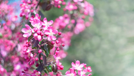 pink apple flowers. Spring floral background. selective focus. Place for text