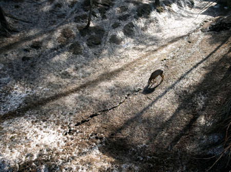 Little reindeer drinks water from a streamの写真素材